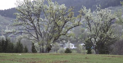 ŞAVŞAT YÖRESİNDEN DERLENEN BİLMECELER (AÇACAKLAR) ŞAVŞAT YÖRESİNDEN DERLENEN BİLMECELER (AÇACAKLAR)